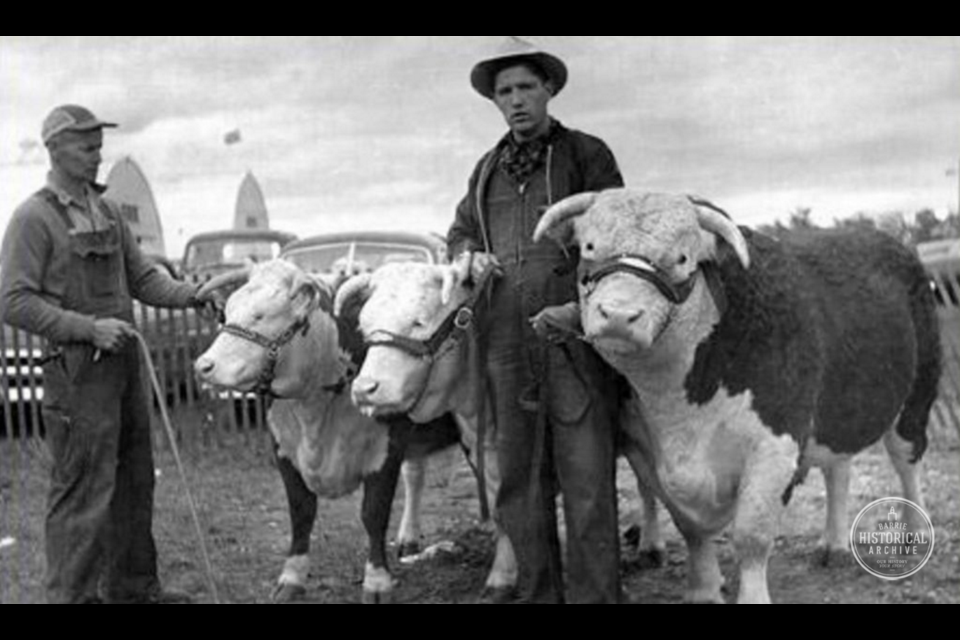 Cattle at the Barrie Fair, September 1958. Photo courtesy of the Barrie Historical Archive. 